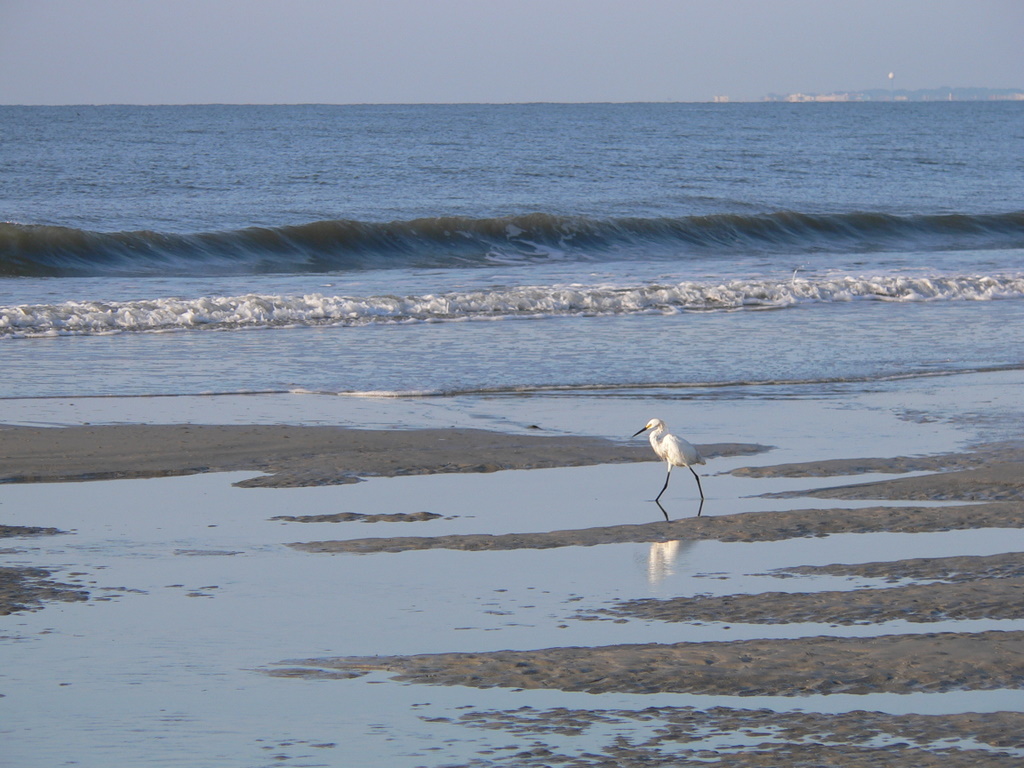 Hilton Head Island Taken on our trip to Hilton Head Island… Flickr