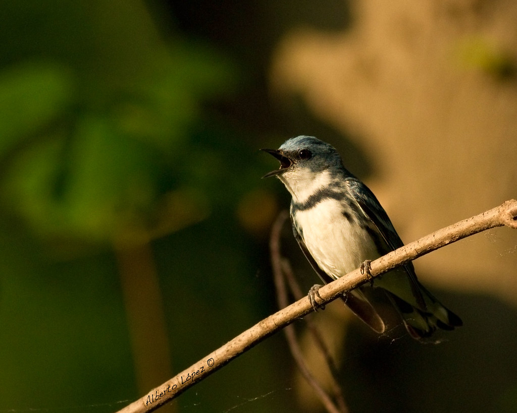 Cerulean Warbler (Setophaga cerulea) Renwick Woods, NY Alberto