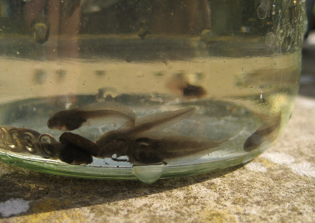 tadpoles Lettuce. Flickr