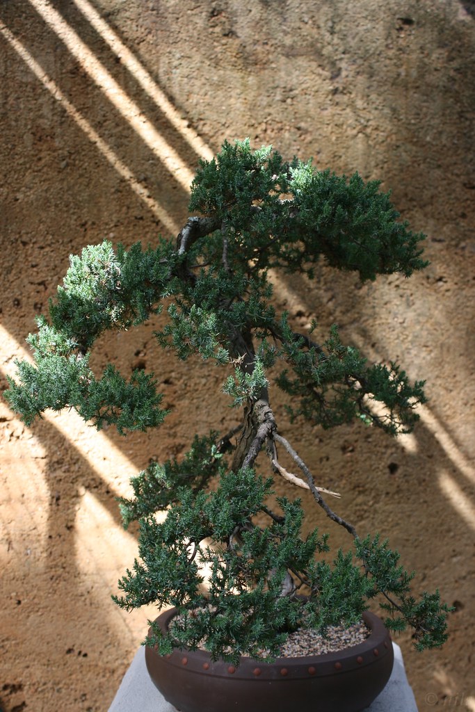 Juniper Bonsai in the Botanic Gardens Mt. Coottha Flickr