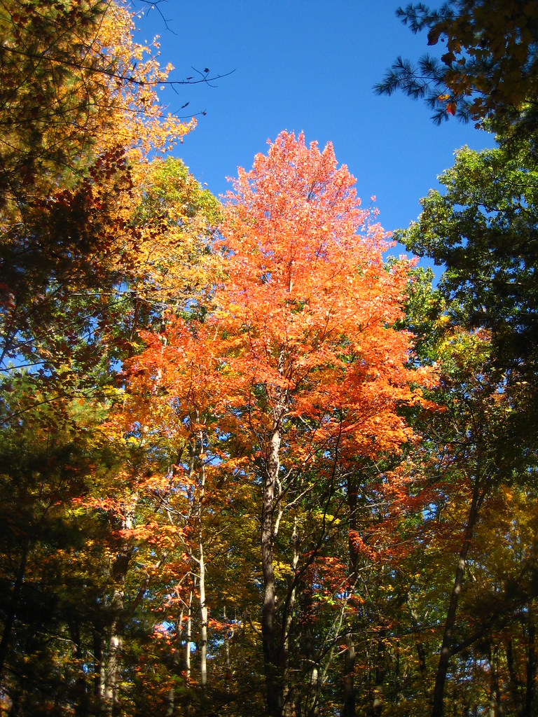 Black Creek Camping 074 Mark Brown Flickr