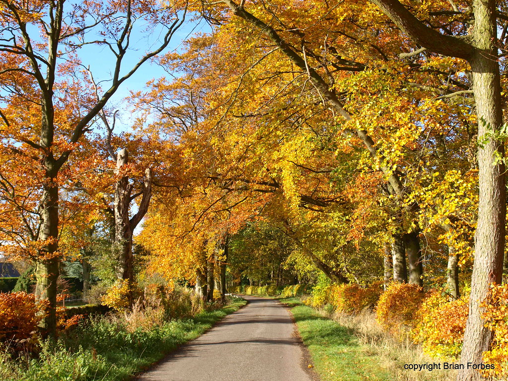 Hatchback Road, Kinross Bright autumn trees. B4bees Flickr