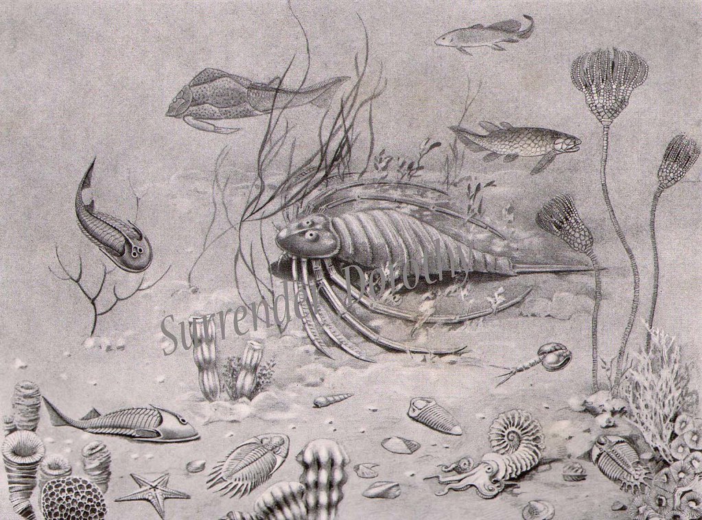 Devonian Period Sea Creatures Oceanography Natural History… Flickr