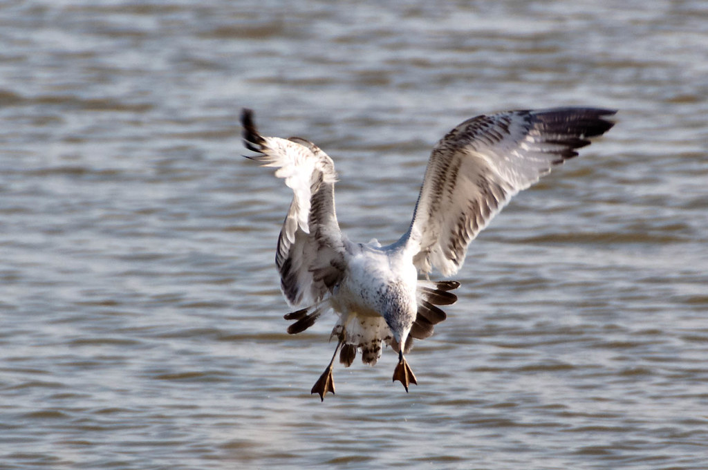 077/365 March 18, 2010 Seagull I got a chance to shoot… Flickr