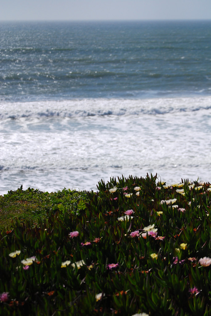 Ice Plant Flowers on the Cliff Above Half Moon Bay Flickr