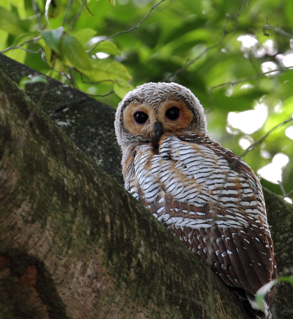 Spotted Wood Owl Juvi Robin Tan Flickr