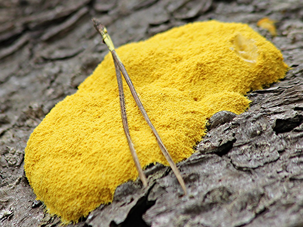 Fuligo septica Dog Vomit Slime Mold (not a fungus) Flickr