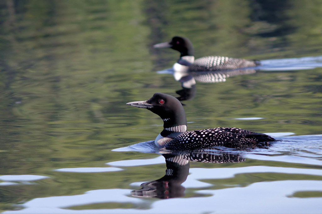 Hunting Loons Mating pair of loons hunting in the Algonqui… Flickr