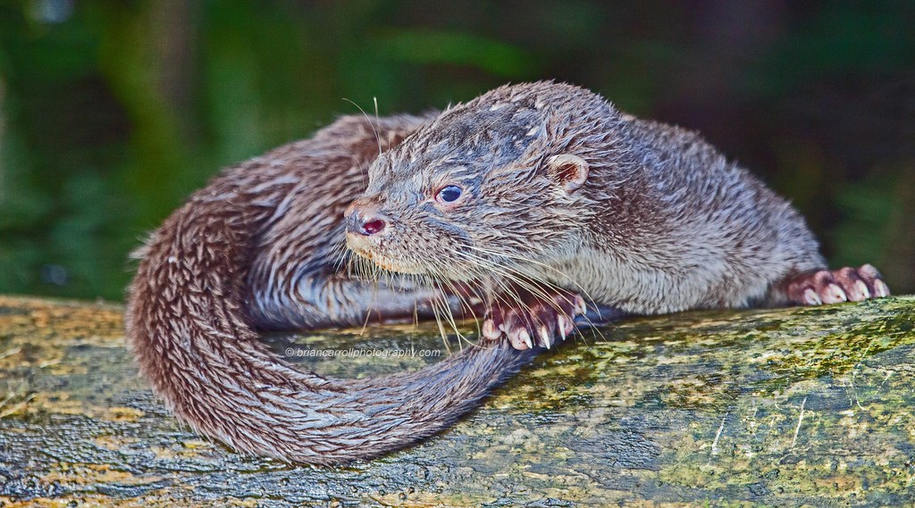 Neotropical River Otter, Tortuguero, Costa Rica Neotropica… Flickr