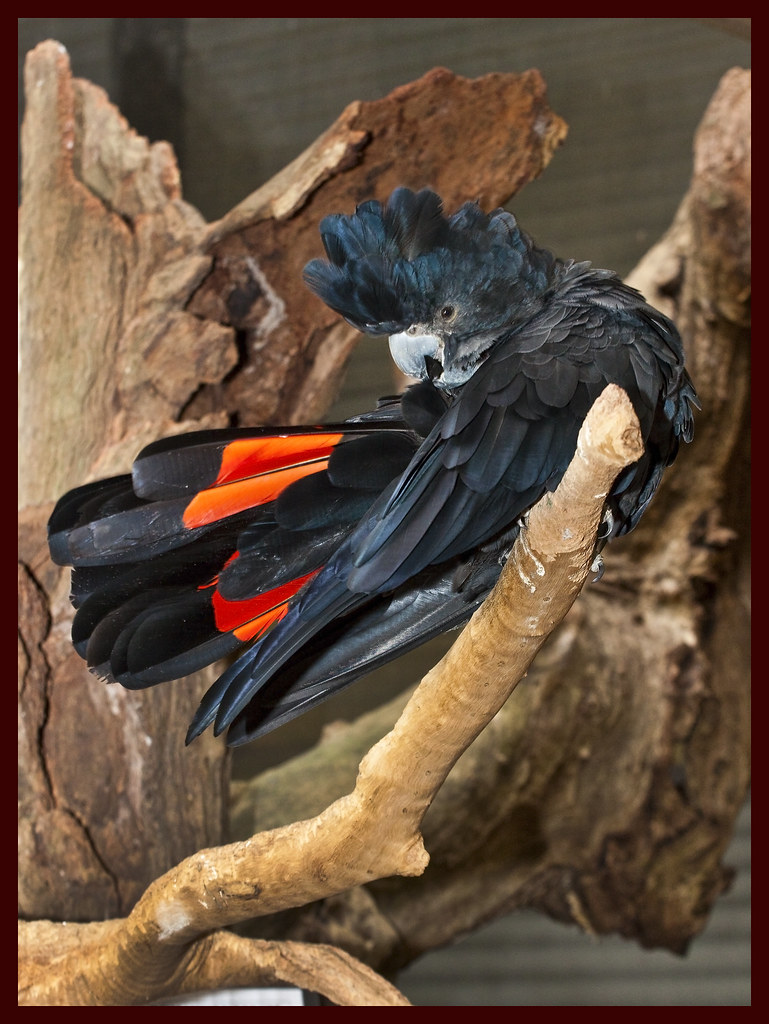 Black Cockatoo Cairns2& Black Cockatoo Cairns Flickr