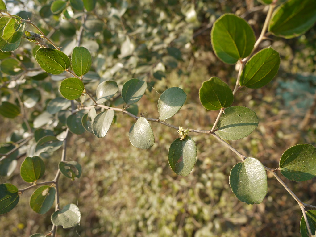 Kokanber (Punjabi ਕੋਕਨ ਬੇਰ) Rhamnaceae (buckthorn family… Flickr