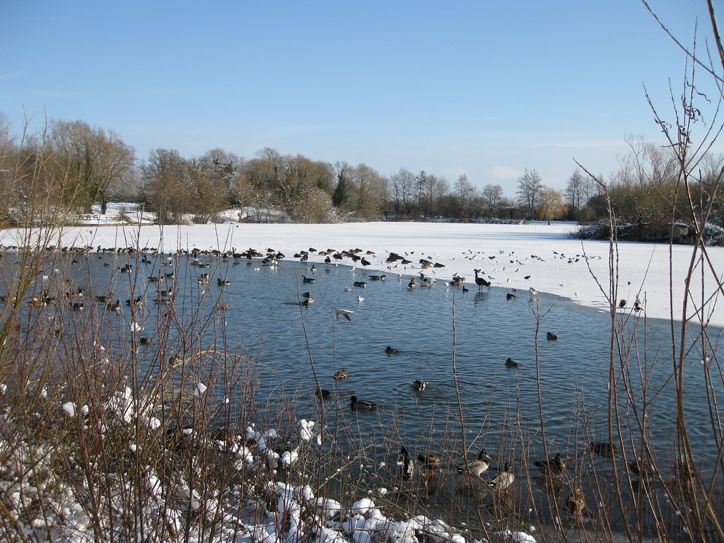Nature Reserve Thatcham Nature Reserve elaineholbon Flickr