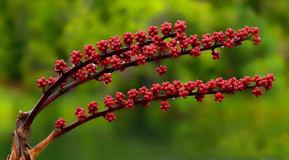 Umbrella Tree fruit A spray of fruit on an Umbrella tree n… Flickr