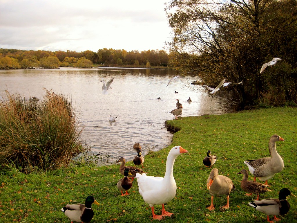 Its a Ducks Life Drumpellier Country park Robert Welsh Flickr