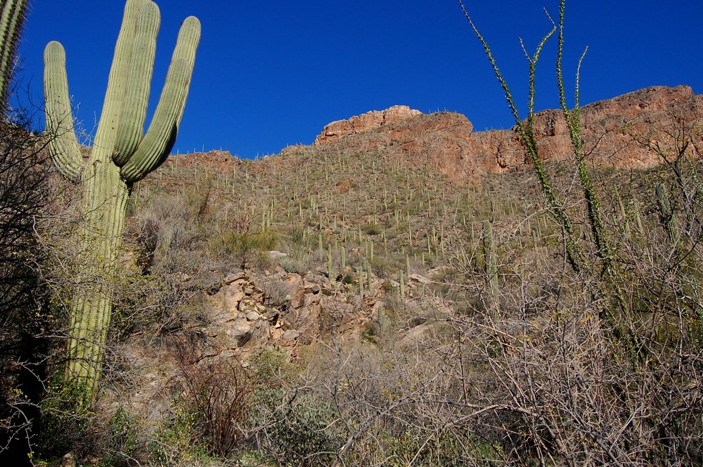 Pima Canyon Trail Tucson, Arizona JR P Flickr