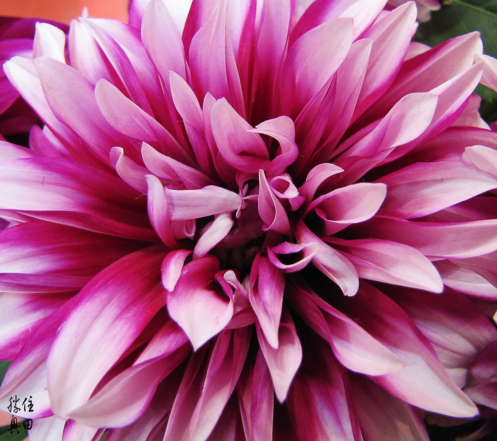 Chrysanthemum Only blooms once a year during Chinese New Y… clint