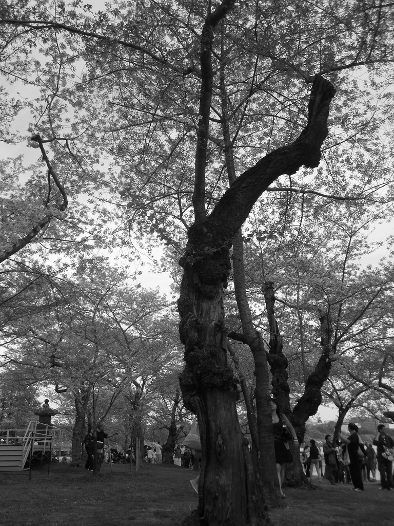 100 Year old Flowering Cherry Tree National Cherry Blossom… Flickr