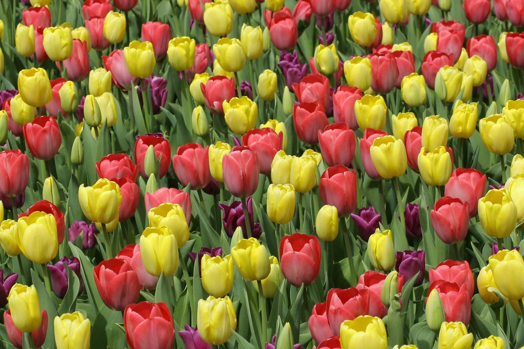 Tulip Patch Chicago Botanical Garden Christopher Binning Flickr