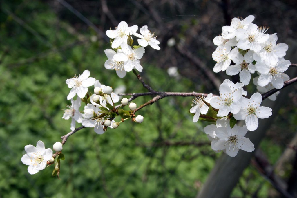 Sakura Fruittree in my Garden. I LOVE it when all things s… Flickr