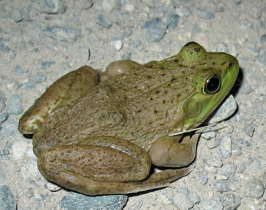 American Bullfrog American Bullfrog (Lithobates catesbeian… Flickr