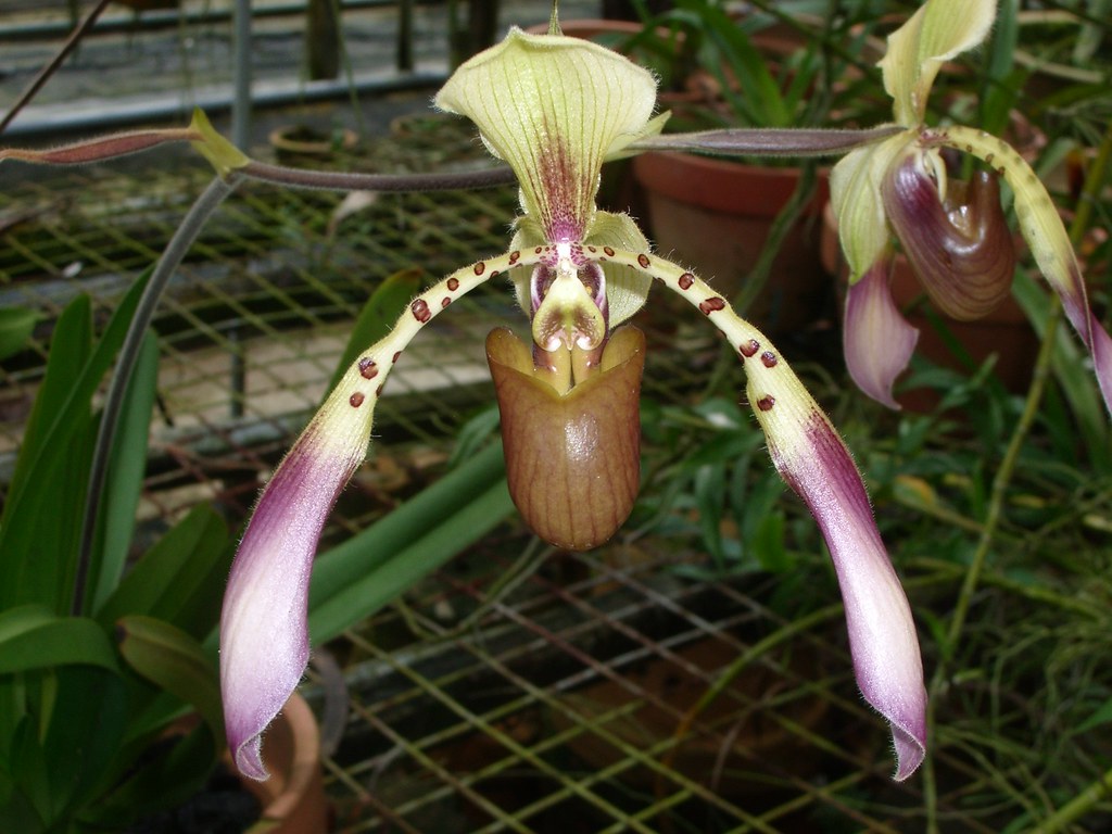 14 Paphiopedilum lowii Pitcher Plant & Wild Orchid Garde… Flickr