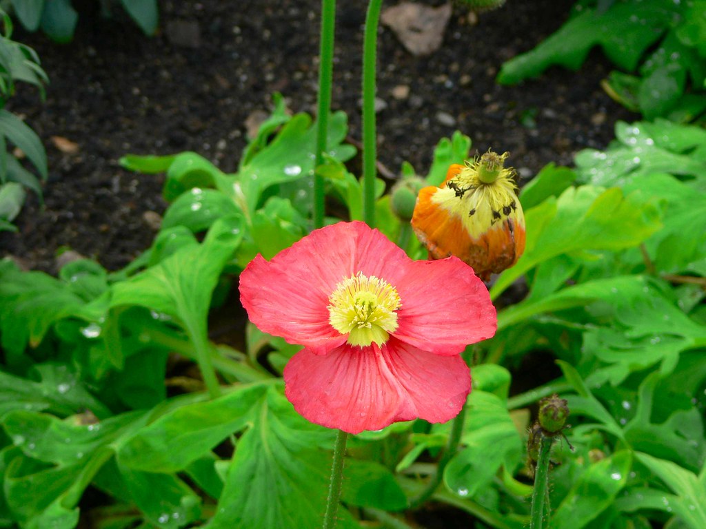 Hamilton, Waikato, New Zealand Poppies Sandy Austin Flickr