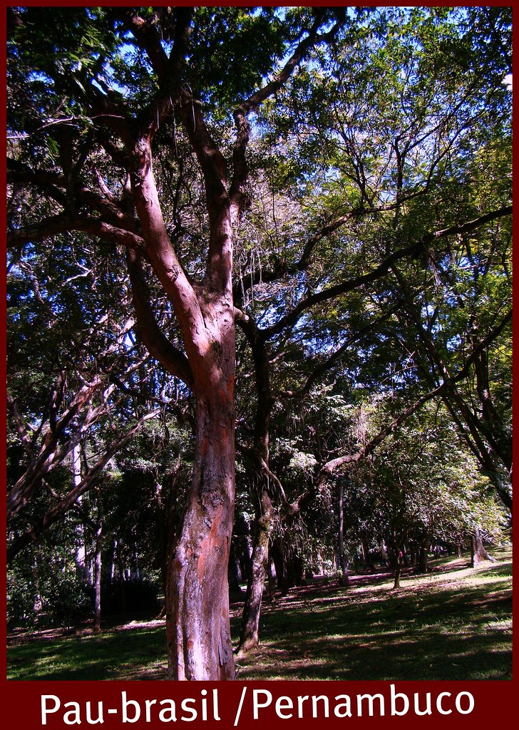 Paubrasil Brazilwood Fernambouc Pernambuco"Caesalpinia ec… Flickr