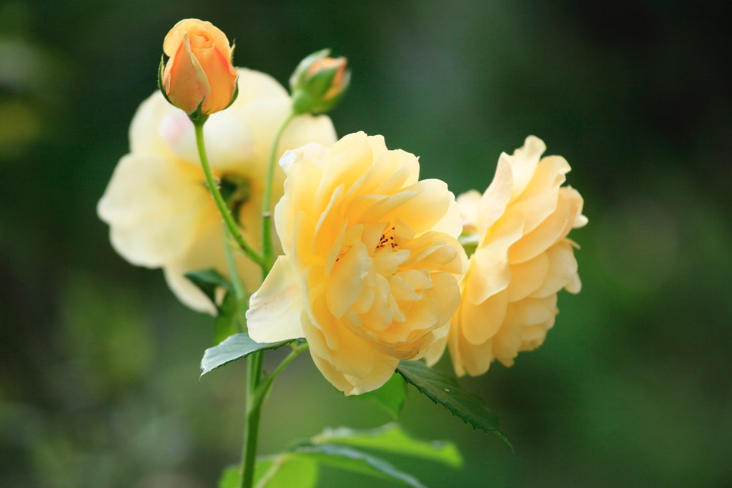 yellow roses (^_)☆ definition 水元公園にて cate♪ Flickr