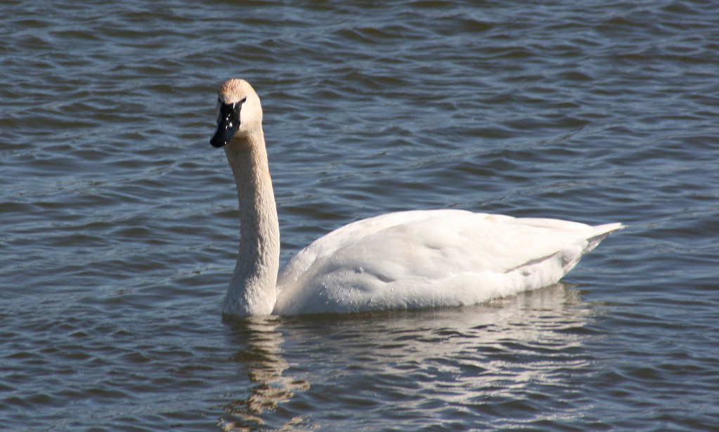 IMG_0827 Trumpeter Swan, Summit Lake, Norman, OK. Photo pr… Flickr