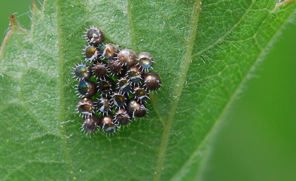Podisus maculiventris eggs Spined soldier bug eggs Flickr