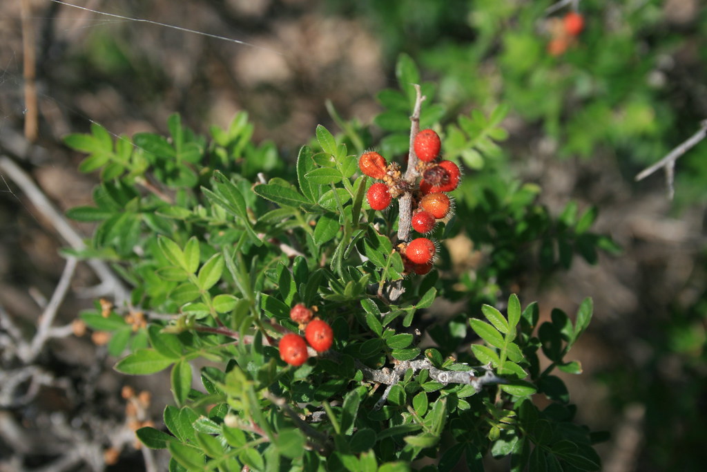 IMG_3849 Anacardiaceae Sumac or Cashew Family Evergreen … Flickr