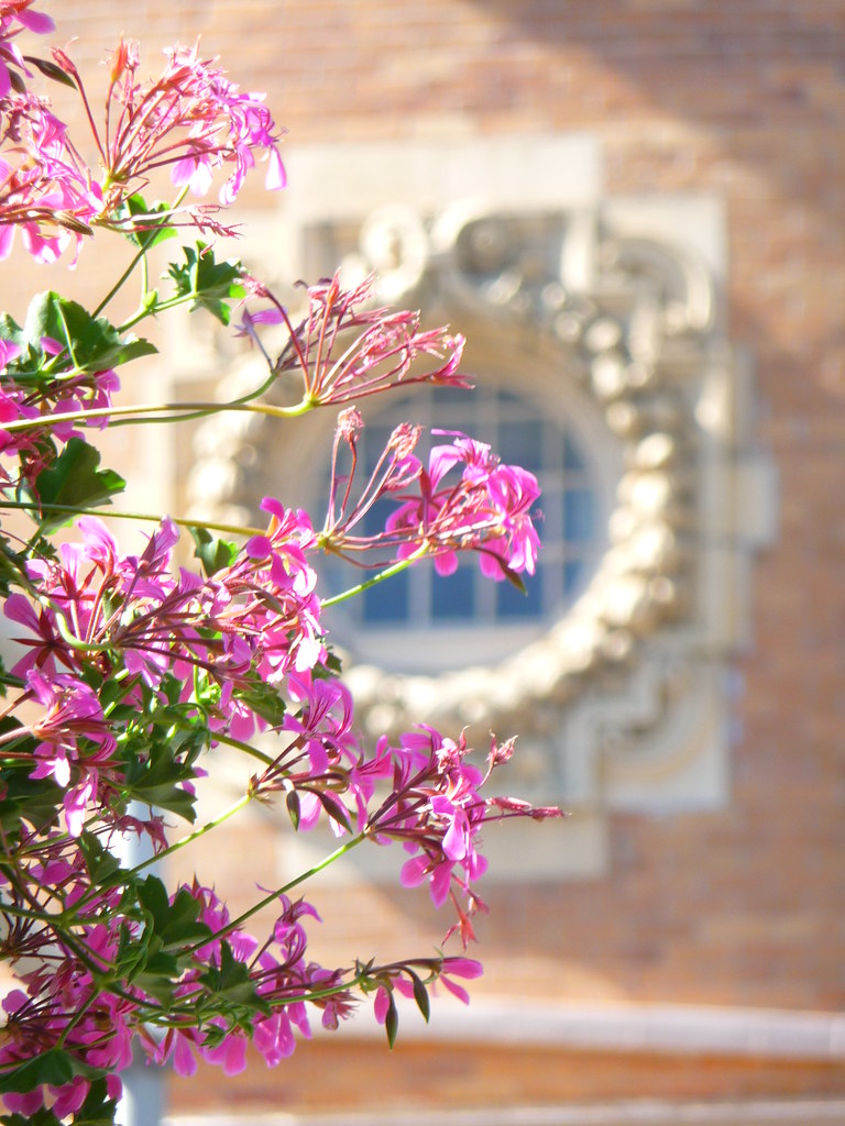 Flowers on Main Street Dave Aragona Flickr