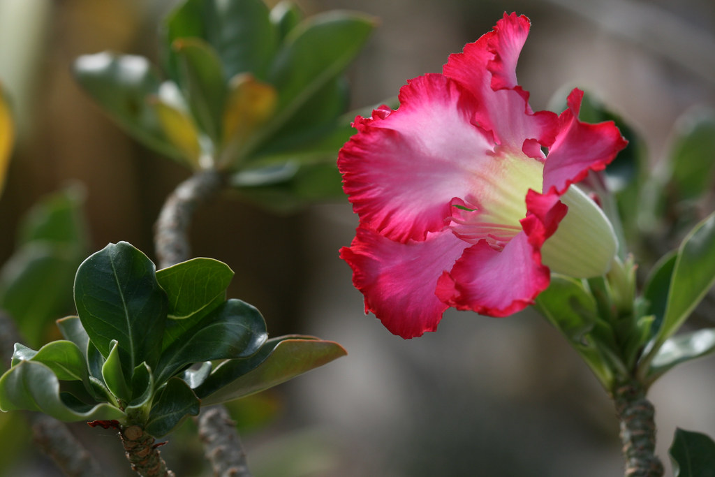 Desert Rose 1 Desert Rose (Adenium obesum) is native to e… Flickr