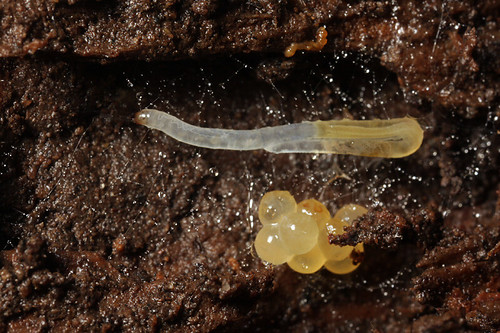 fungus gnat(?) larva near eggs kim fleming Flickr