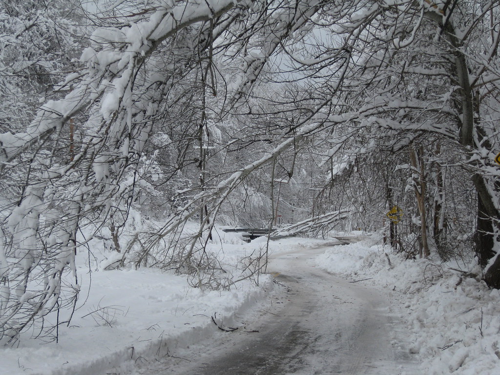 Downed Trees on Pangburn Three downed trees on Pangburn Ho… Flickr