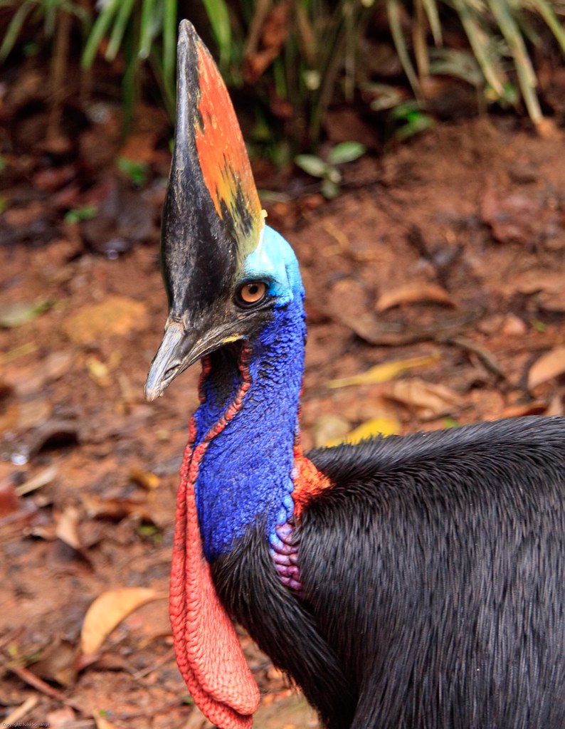 Cassowary Cassowaries are flightless and belong to the