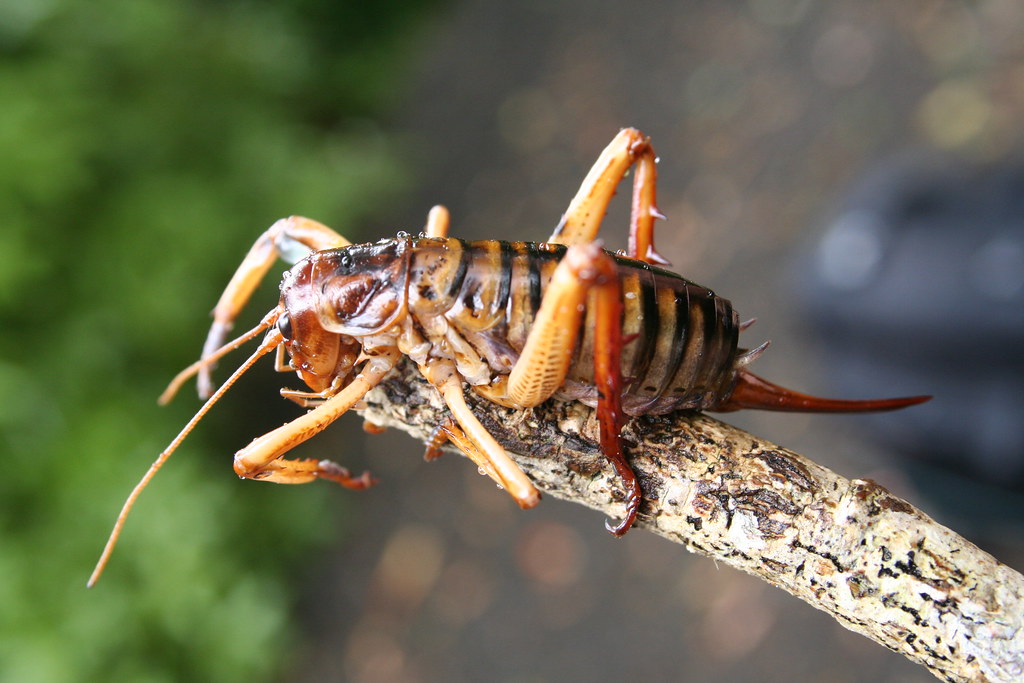 Wellington Tree Weta at Zealandia Visit www.visitzealandia… Flickr