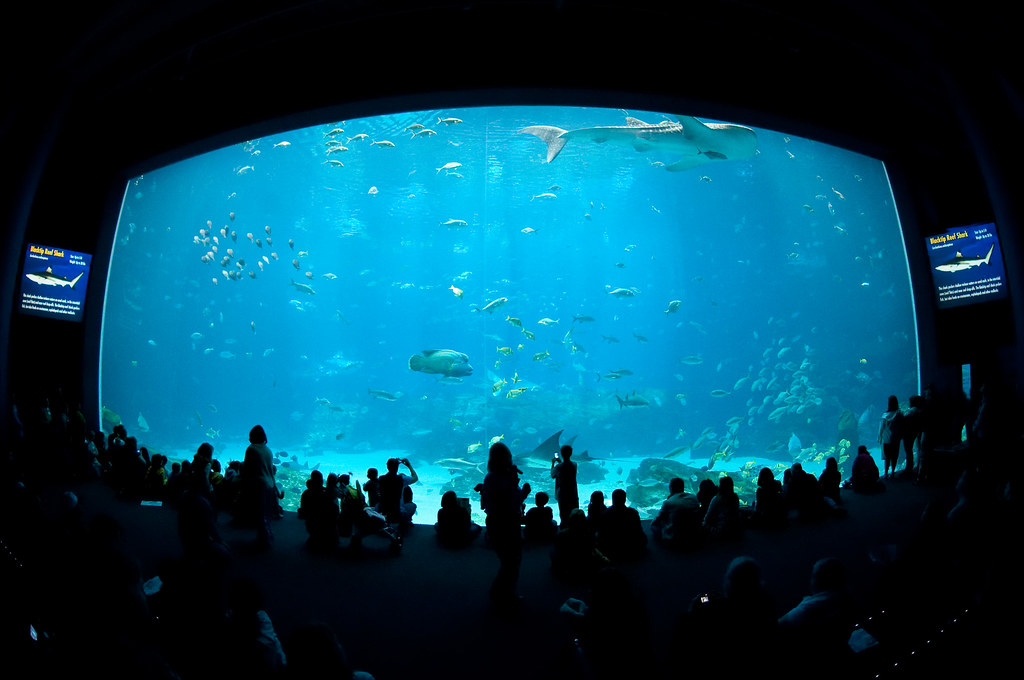 The Big Window Aquarium Josh Hallett Flickr