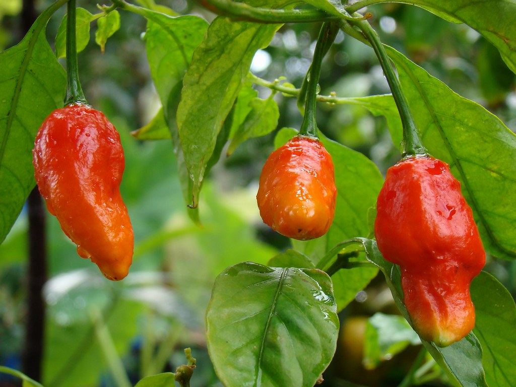 Pepper 8 BHUT JOLOKIA 8 Bhut Jolokia aka Naga Jolokia i… Flickr