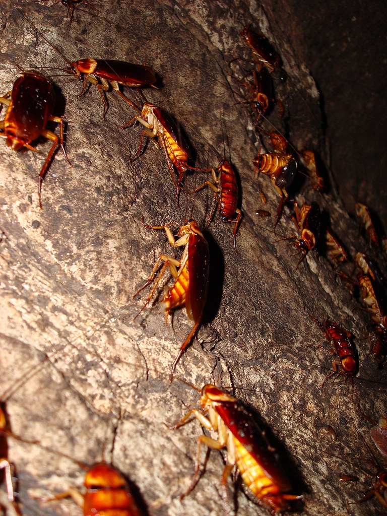 Cockroaches in Bird's Nest Cave Sabah boydmccleary Flickr