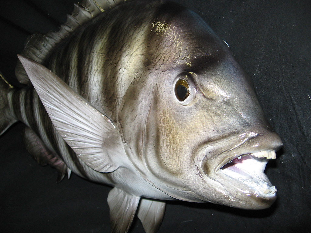 SHEEPSHEAD Unique Species Flickr