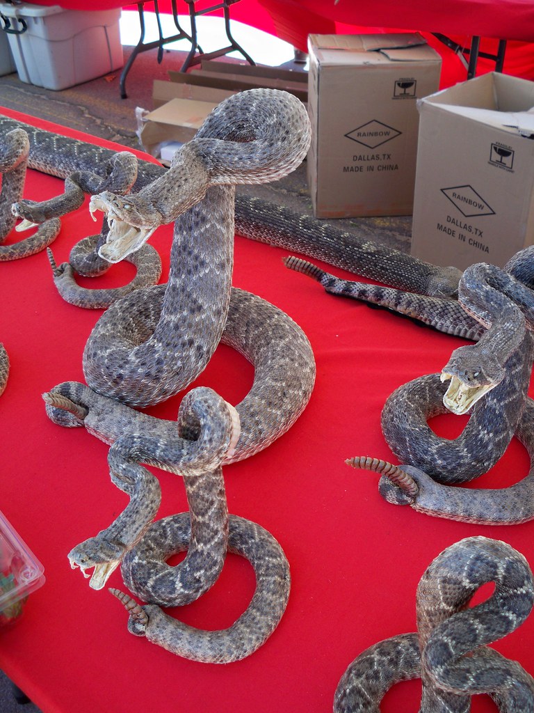 Mangum Rattlesnake Roundup Lori Holliday Flickr