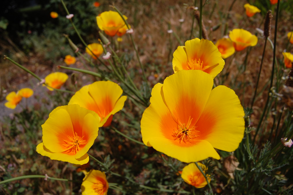 Jamestown Flowers 4 I took a few pictures while visiting m… Flickr