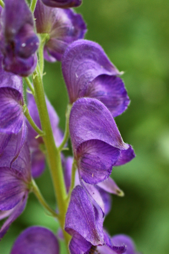 Aconitum napellus (Monk's Hood) 11a flowers from side Flickr