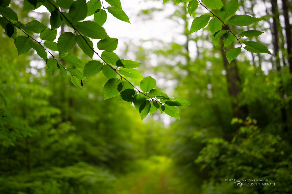 Zeiss Milvus 35mm F 1 4 Flickr