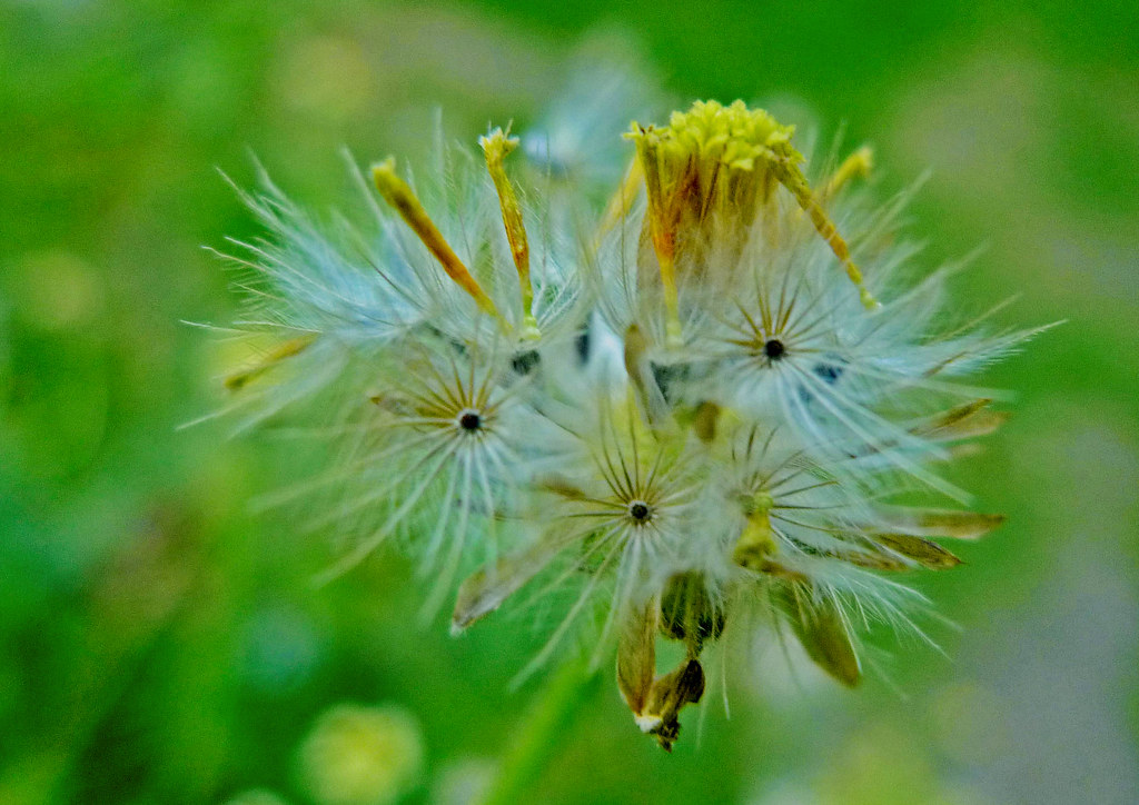 dandelions Just a breather...dandelions are heart warming.… Flickr