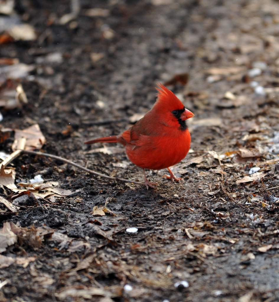 Birds in Central Park, New York, January 8, 2010 The North… Flickr