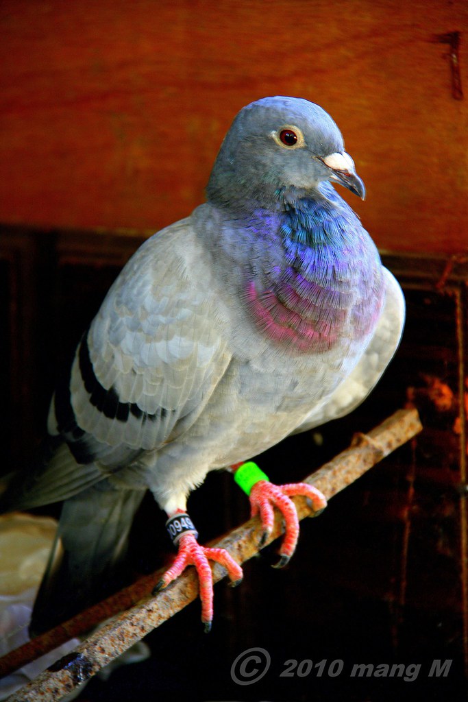 Cool Pigeon Pigeons and doves constitute the bird family C… Flickr