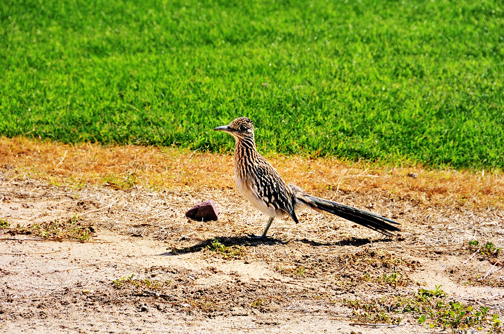 Road Runner in Yuma, Arizona Meet "Floyd" billandkent Flickr