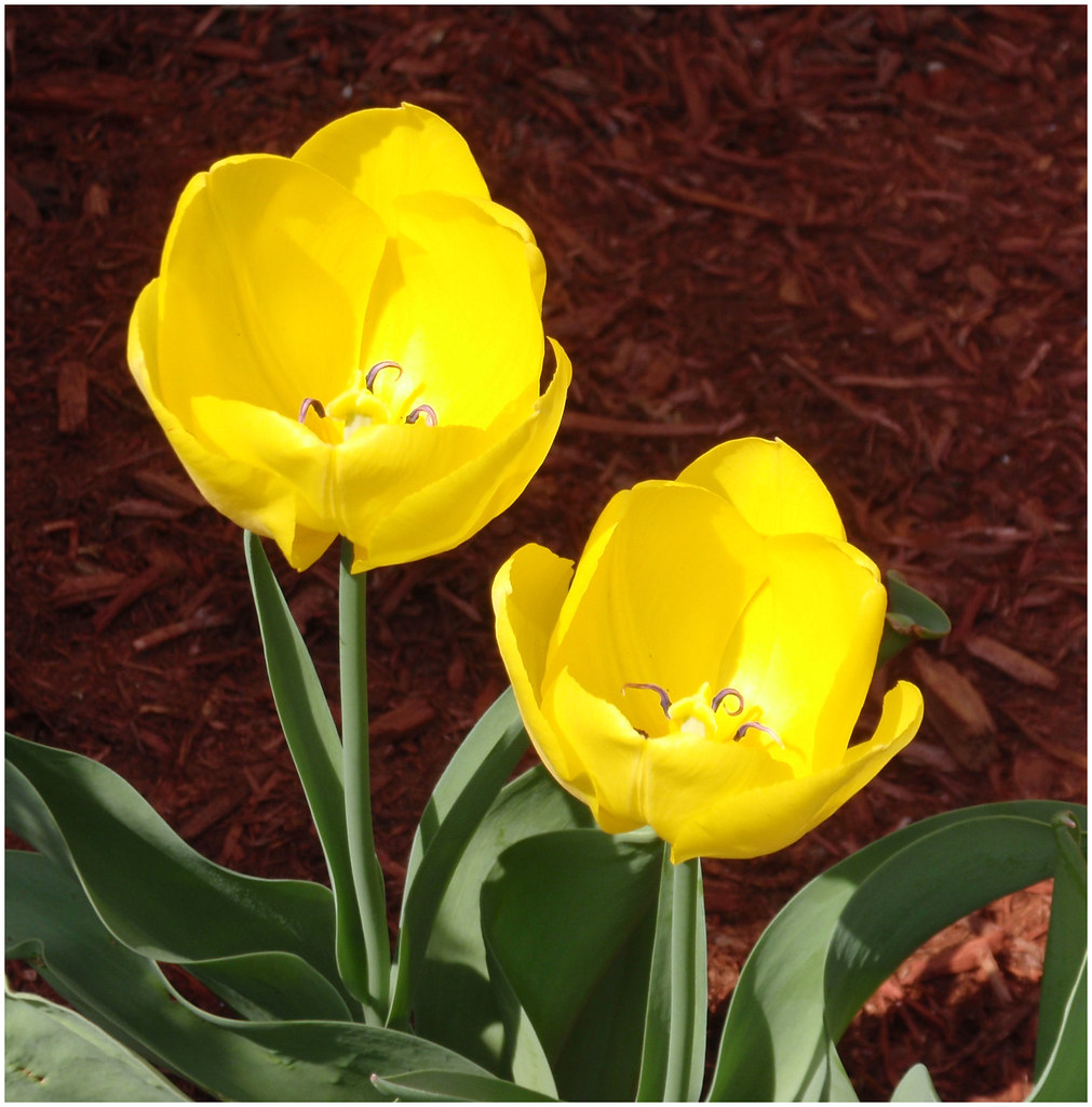 yellow tulips In front of the Harrison Town Hall Judy Harrow Flickr